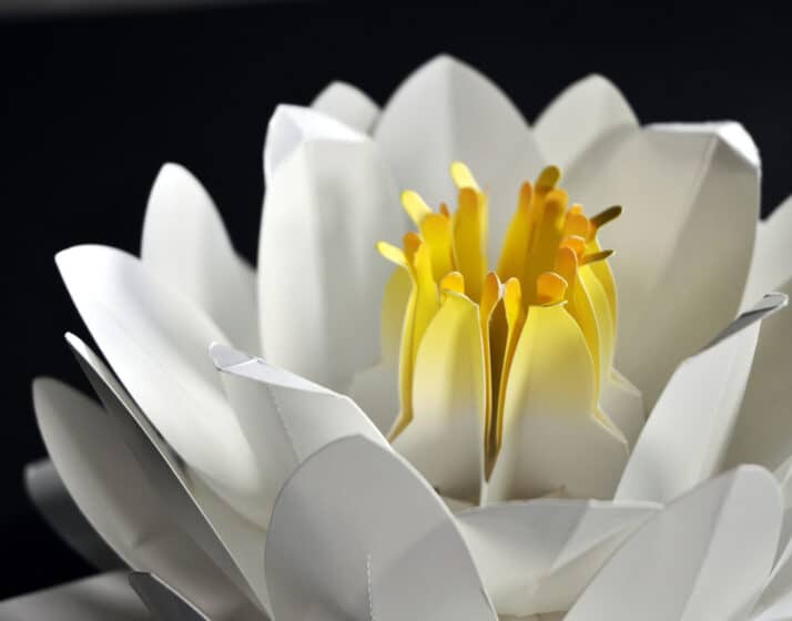 3d water lily pop up close