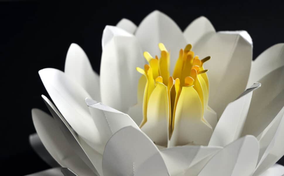 Origami Water Lily Kit close-up